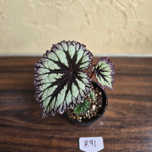 #R91 Begonia Fireworks
