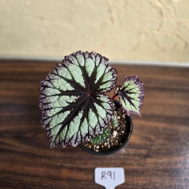 #R91 Begonia Fireworks