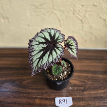 Load image into Gallery viewer, #R91 Begonia Fireworks