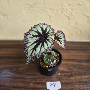 #R91 Begonia Fireworks