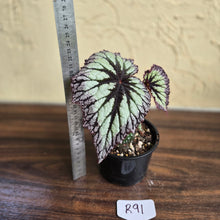 Load image into Gallery viewer, #R91 Begonia Fireworks