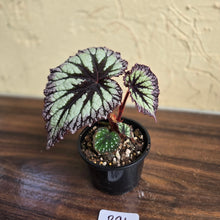 Load image into Gallery viewer, #R91 Begonia Fireworks
