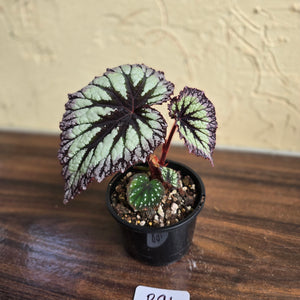 #R91 Begonia Fireworks