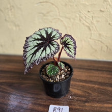 Load image into Gallery viewer, #R91 Begonia Fireworks