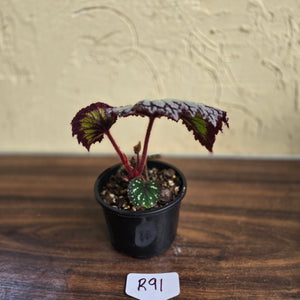 #R91 Begonia Fireworks