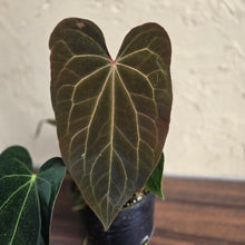 Load image into Gallery viewer, #R371 Two x Anthurium NOID