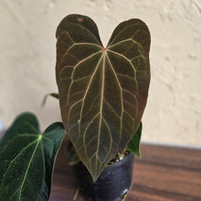 Load image into Gallery viewer, #R371 Two x Anthurium NOID