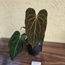 Load image into Gallery viewer, #R371 Two x Anthurium NOID