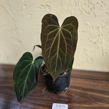 Load image into Gallery viewer, #R371 Two x Anthurium NOID
