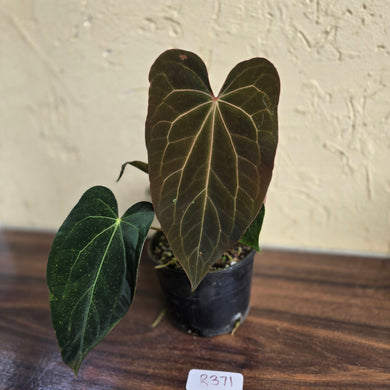 #R371 Two x Anthurium NOID