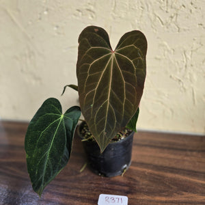#R371 Two x Anthurium NOID