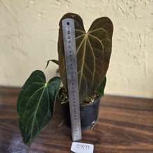 Load image into Gallery viewer, #R371 Two x Anthurium NOID