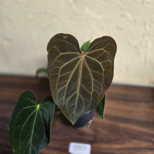 Load image into Gallery viewer, #R371 Two x Anthurium NOID