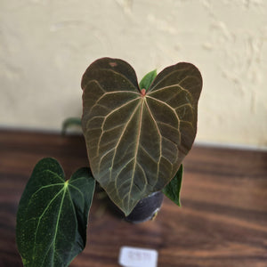 #R371 Two x Anthurium NOID