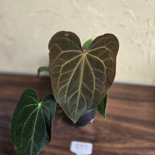 Load image into Gallery viewer, #R371 Two x Anthurium NOID