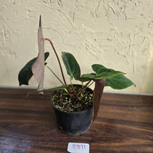 Load image into Gallery viewer, #R371 Two x Anthurium NOID