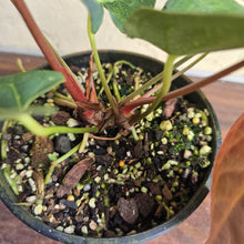 Load image into Gallery viewer, #R371 Two x Anthurium NOID