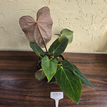 Load image into Gallery viewer, #R371 Two x Anthurium NOID