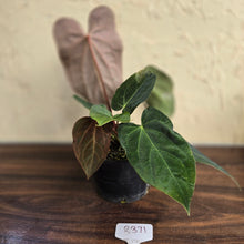 Load image into Gallery viewer, #R371 Two x Anthurium NOID