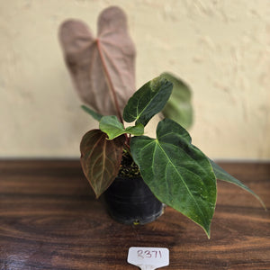 #R371 Two x Anthurium NOID