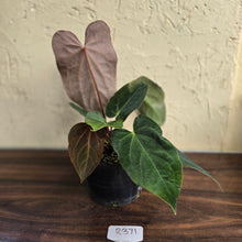 Load image into Gallery viewer, #R371 Two x Anthurium NOID