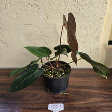 Load image into Gallery viewer, #R371 Two x Anthurium NOID