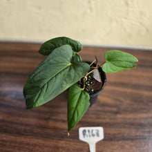 Load image into Gallery viewer, #R168 Anthurium NOID