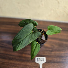 Load image into Gallery viewer, #R168 Anthurium NOID