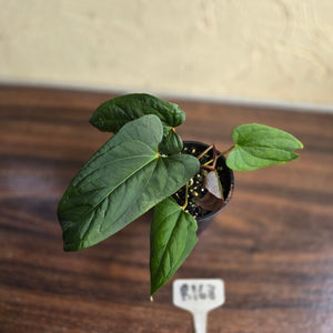 #R168 Anthurium NOID