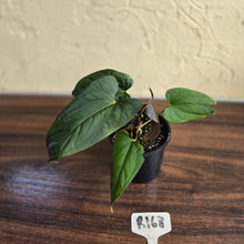 Load image into Gallery viewer, #R168 Anthurium NOID