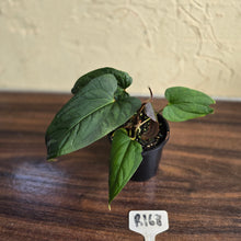 Load image into Gallery viewer, #R168 Anthurium NOID
