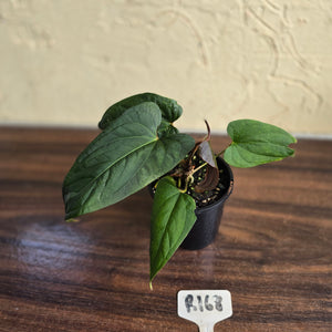 #R168 Anthurium NOID