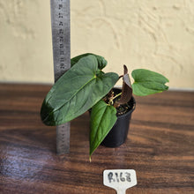 Load image into Gallery viewer, #R168 Anthurium NOID