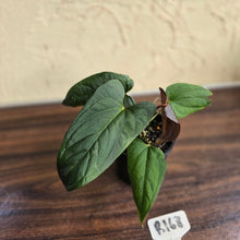 Load image into Gallery viewer, #R168 Anthurium NOID