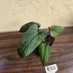 #R168 Anthurium NOID