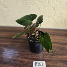 Load image into Gallery viewer, #R168 Anthurium NOID