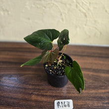 Load image into Gallery viewer, #R168 Anthurium NOID