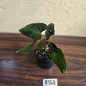 #R168 Anthurium NOID