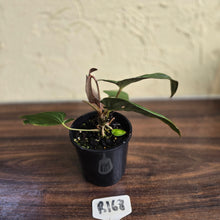 Load image into Gallery viewer, #R168 Anthurium NOID