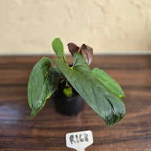 Load image into Gallery viewer, #R168 Anthurium NOID