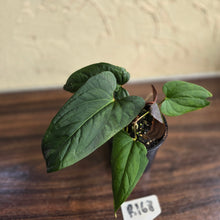 Load image into Gallery viewer, #R168 Anthurium NOID