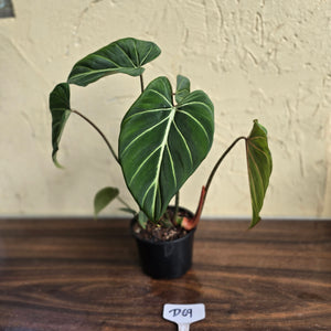#D69 Philodendron Gloriosum