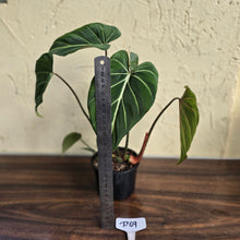 Load image into Gallery viewer, #D69 Philodendron Gloriosum