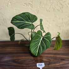 Load image into Gallery viewer, #D69 Philodendron Gloriosum