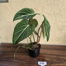 Load image into Gallery viewer, #D69 Philodendron Gloriosum
