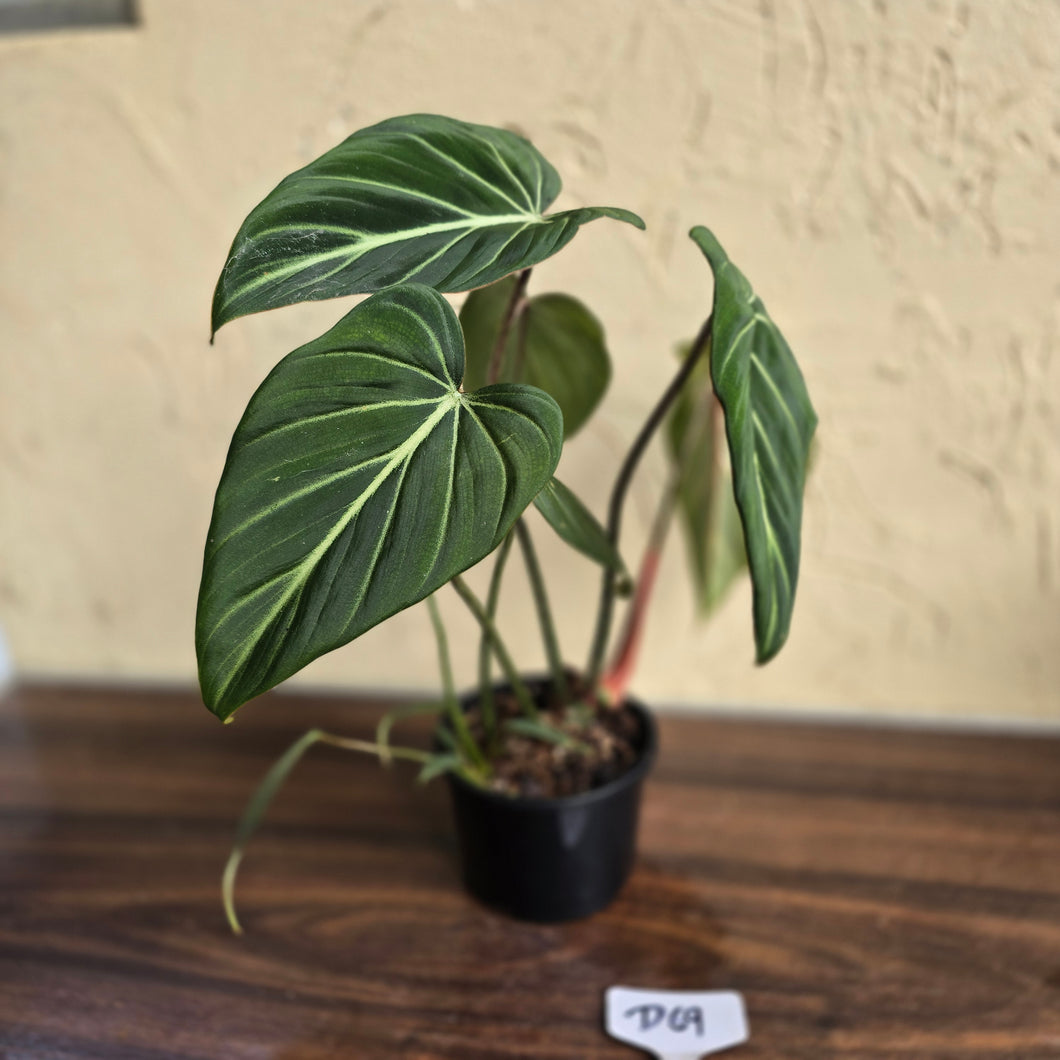 #D69 Philodendron Gloriosum