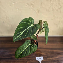 Load image into Gallery viewer, #D69 Philodendron Gloriosum