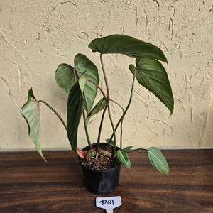 #D69 Philodendron Gloriosum