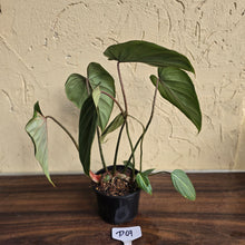 Load image into Gallery viewer, #D69 Philodendron Gloriosum