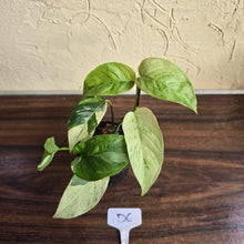 Load image into Gallery viewer, #D6 Variegated Monstera Laniata
